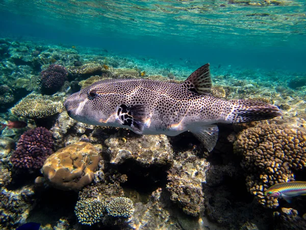 Bright inhabitants of the coral reef in the Red Sea, Egypt, Hurghada