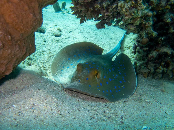 Stingray Bottom Red Sea Egypt Hurghada — Foto Stock