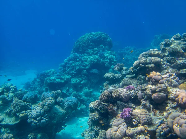Bright Inhabitants Coral Reef Red Sea Egypt Hurghada — 图库照片