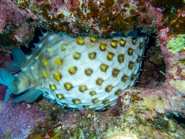 Bright inhabitants of the coral reef in the Red Sea, Egypt, Hurghada