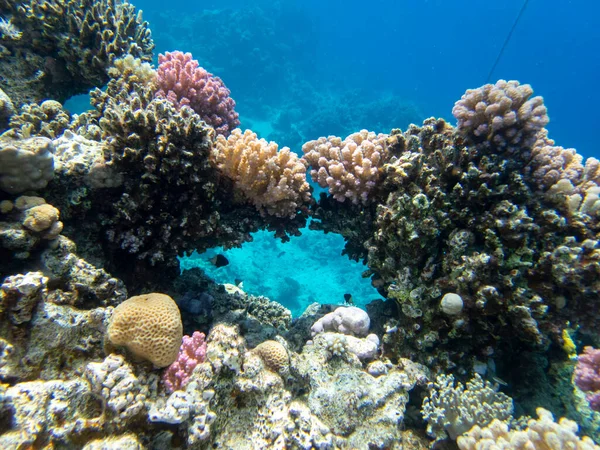 Bright inhabitants of the coral reef in the Red Sea, Egypt, Hurghada