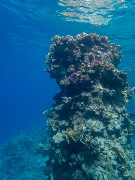 Bright inhabitants of the coral reef in the Red Sea, Egypt, Hurghada