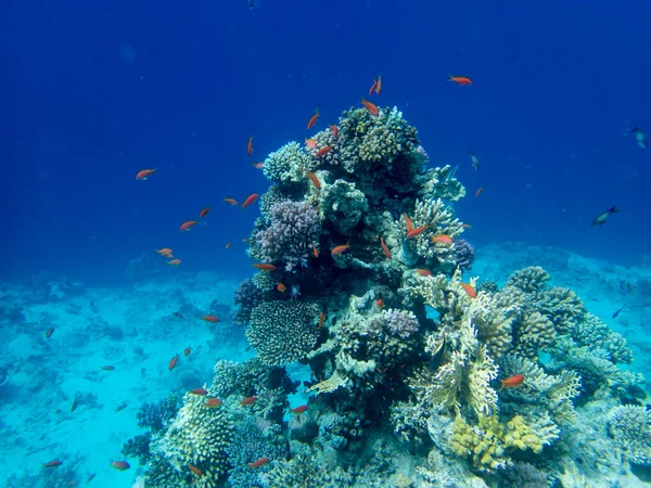 Bright inhabitants of the coral reef in the Red Sea, Egypt, Hurghada