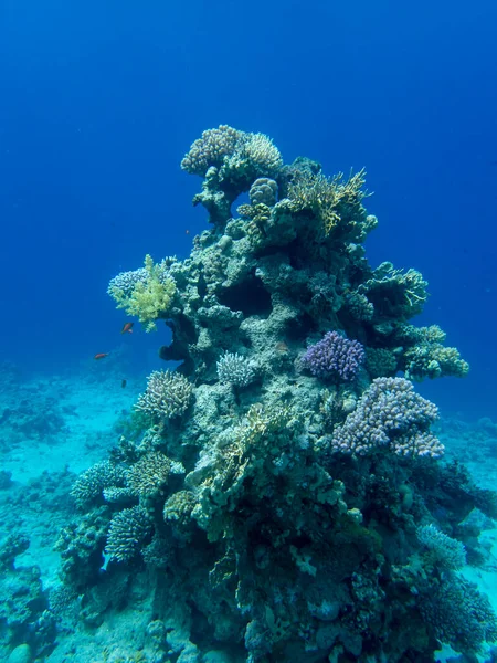 Bright inhabitants of the coral reef in the Red Sea, Egypt, Hurghada