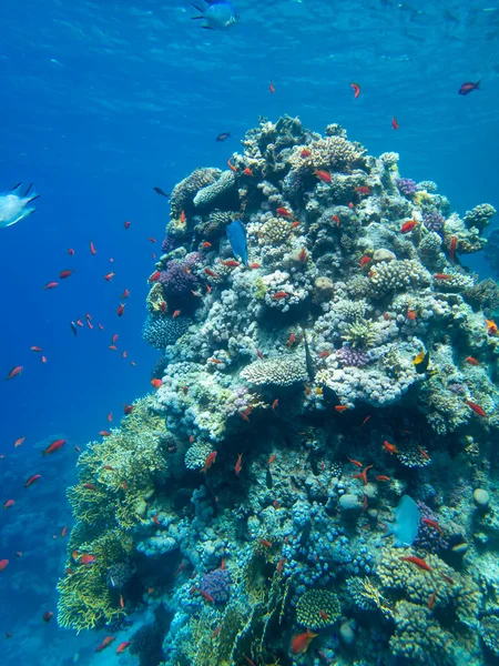 Bright Inhabitants Coral Reef Red Sea Egypt Hurghada — Stockfoto