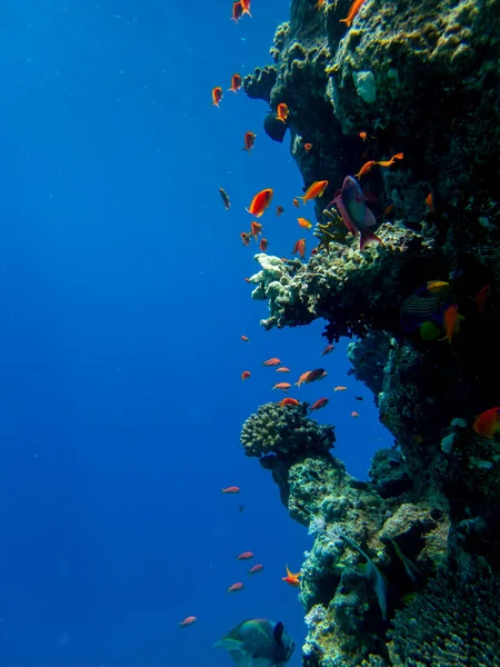 Bright inhabitants of the coral reef in the Red Sea, Egypt, Hurghada