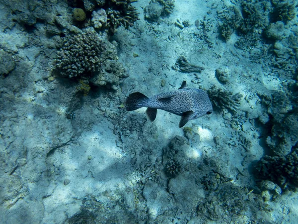 Fabulously Beautiful Seabed Red Sea — Zdjęcie stockowe