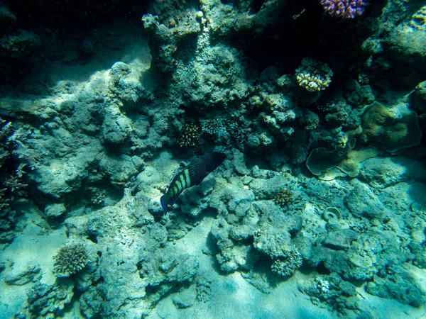 Fabulously Beautiful Seabed Red Sea — Fotografia de Stock