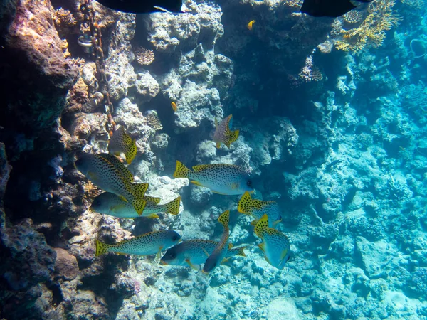 Fabulously Beautiful Seabed Red Sea — Foto Stock
