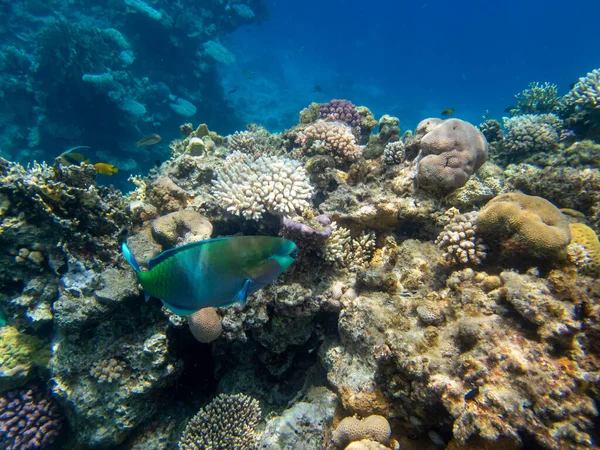 Fabulously beautiful seabed of the Red Sea