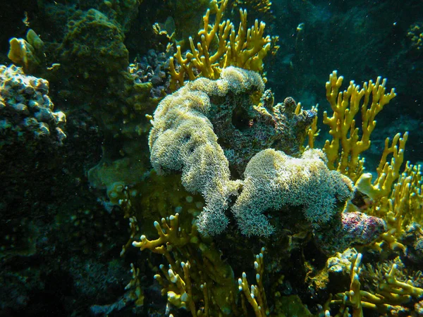 Beautiful Underwater Seascape Corals Fish Red Sea Egypt — Stock Photo, Image