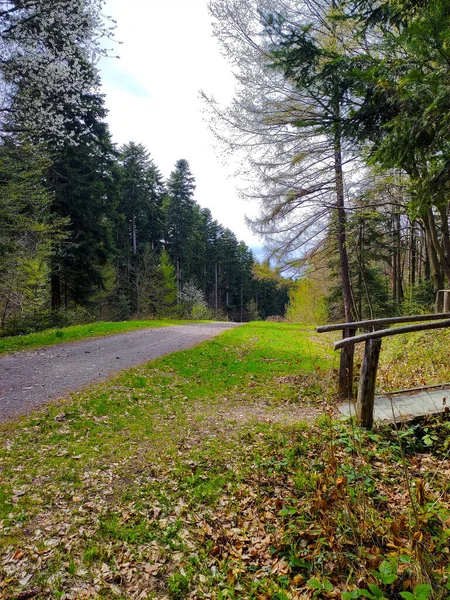 Beautiful Yew Reserve Kolomyia — Stockfoto