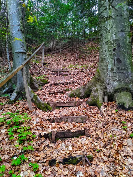 Beautiful Yew Reserve Kolomyia — Stockfoto