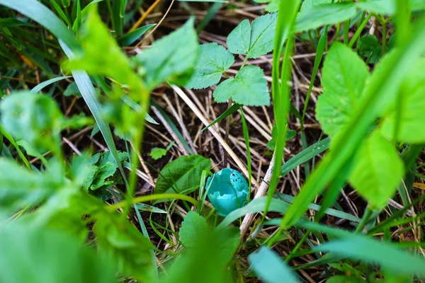 Пустое Дроздовое Яйцо Лежащее Траве — стоковое фото