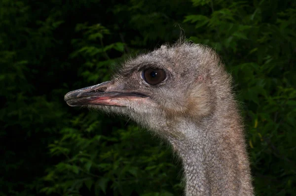 Ostrich face portrait very close