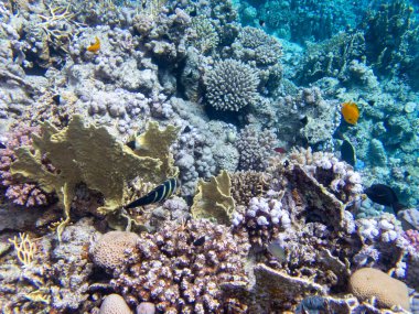Beautiful inhabitants of the underwater world in the Red Sea, Hurghada, Egypt