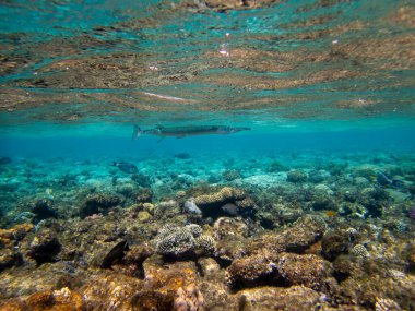Beautiful inhabitants of the underwater world in the Red Sea, Hurghada, Egypt