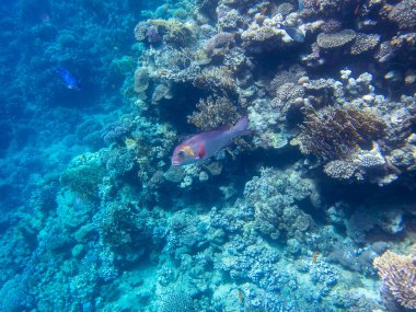 Beautiful inhabitants of the underwater world in the Red Sea, Hurghada, Egypt