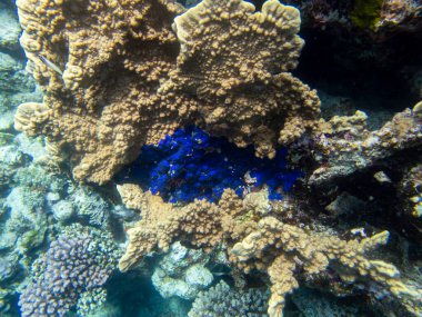 Beautiful inhabitants of the underwater world in the Red Sea, Hurghada, Egypt