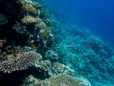 Beautiful inhabitants of the underwater world in the Red Sea, Hurghada, Egypt