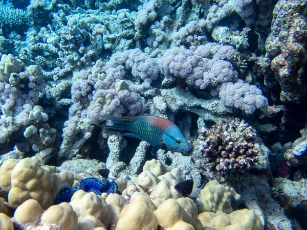 Beautiful Inhabitants Underwater World Red Sea Hurghada Egypt —  Fotos de Stock