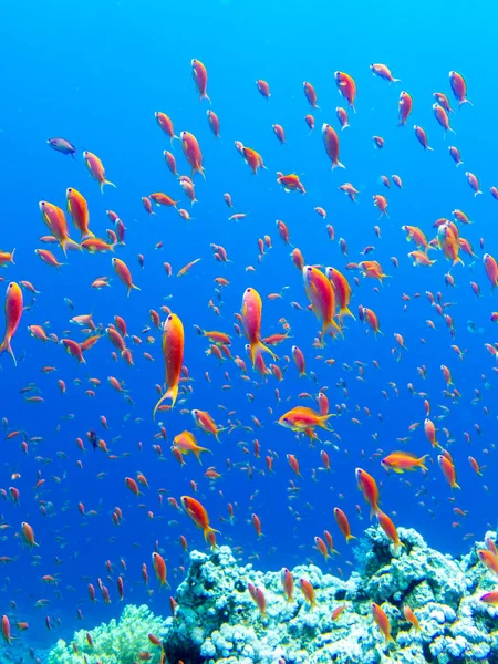 Lots Colorful Fish Red Sea Coral Reef Hurghada Egypt — Stockfoto