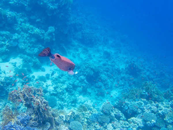 Beautiful Inhabitants Underwater World Red Sea Hurghada Egypt — 图库照片