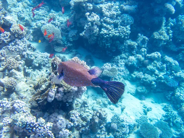 Beautiful Inhabitants Underwater World Red Sea Hurghada Egypt — Fotografia de Stock