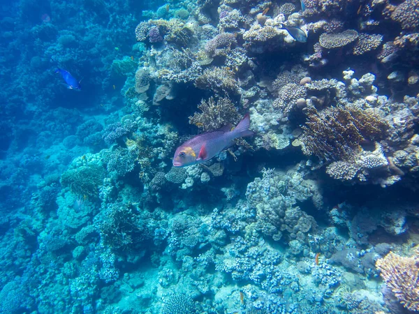 Beautiful Inhabitants Underwater World Red Sea Hurghada Egypt — Stockfoto