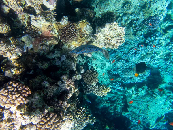 Beautiful Inhabitants Underwater World Red Sea Hurghada Egypt — ストック写真