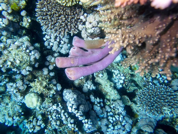 Beautiful Inhabitants Underwater World Red Sea Hurghada Egypt - Stock-foto