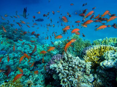 Fabulously beautiful view of the coral reef and its inhabitants in the Red Sea, Hurghada, Egypt