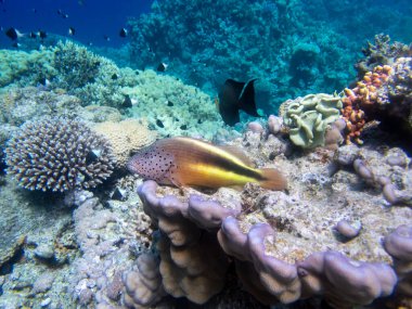 Fabulously beautiful view of the coral reef and its inhabitants in the Red Sea, Hurghada, Egypt