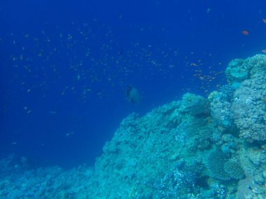 Fabulously beautiful view of the coral reef and its inhabitants in the Red Sea, Hurghada, Egypt