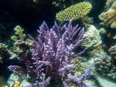 Fabulously beautiful view of the coral reef and its inhabitants in the Red Sea, Hurghada, Egypt