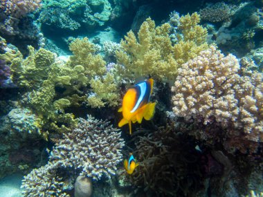 Fabulously beautiful view of the coral reef and its inhabitants in the Red Sea, Hurghada, Egypt