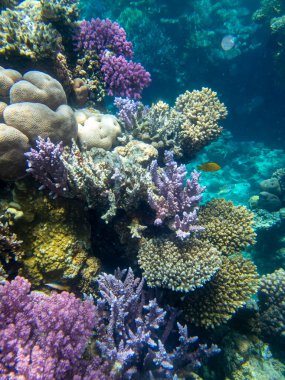 Fabulously beautiful view of the coral reef and its inhabitants in the Red Sea, Hurghada, Egypt