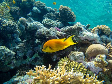 Fabulously beautiful view of the coral reef and its inhabitants in the Red Sea, Hurghada, Egypt