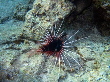 Pterois volitans or Lionfish Zebra in Red Sea coral reef, Egypt, Hurghada