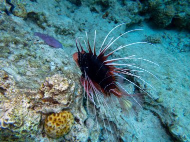 Pterois volitans or Lionfish Zebra in Red Sea coral reef, Egypt, Hurghada