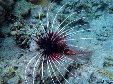 Pterois volitans or Lionfish Zebra in Red Sea coral reef, Egypt, Hurghada