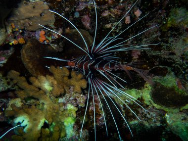 Pterois volitans or Lionfish Zebra in Red Sea coral reef, Egypt, Hurghada