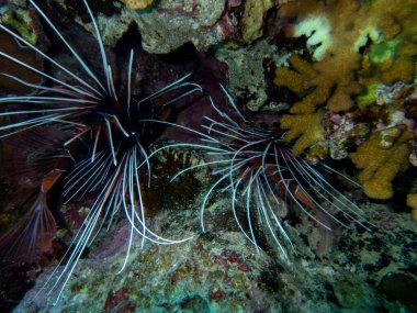 Pterois volitans or Lionfish Zebra in Red Sea coral reef, Egypt, Hurghada