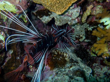 Pterois volitans or Lionfish Zebra in Red Sea coral reef, Egypt, Hurghada