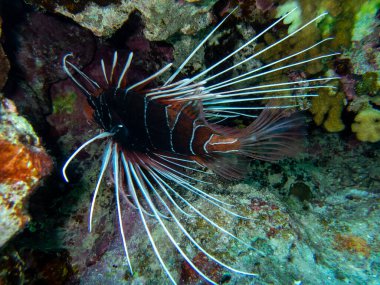 Pterois volitans or Lionfish Zebra in Red Sea coral reef, Egypt, Hurghada