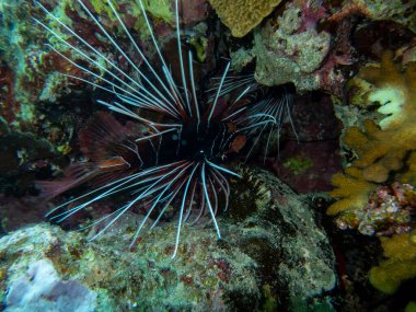Pterois volitans or Lionfish Zebra in Red Sea coral reef, Egypt, Hurghada