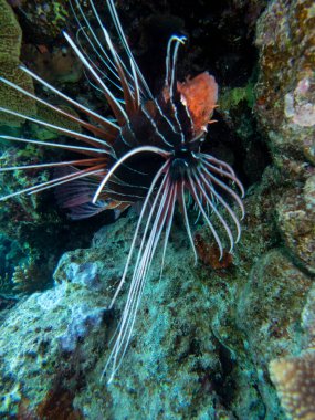 Pterois volitans or Lionfish Zebra in Red Sea coral reef, Egypt, Hurghada