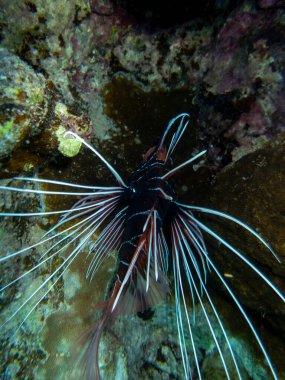 Pterois volitans or Lionfish Zebra in Red Sea coral reef, Egypt, Hurghada
