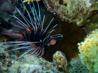 Pterois volitans or Lionfish Zebra in Red Sea coral reef, Egypt, Hurghada