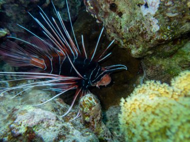 Pterois volitans or Lionfish Zebra in Red Sea coral reef, Egypt, Hurghada